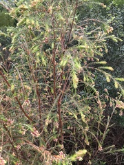 Passerina falcifolia