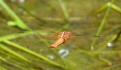 Libellula saturata