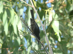 Myzomela obscura