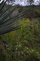 Verbesina virgata