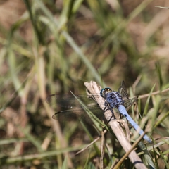 Orthetrum chrysostigma