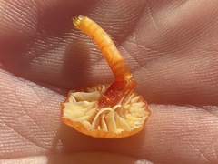 Hygrocybe insipida