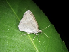 Evecliptopera illitata illitata