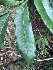 Flindersia schottiana