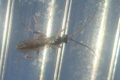 Clistopyga incitator