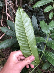 Flindersia schottiana