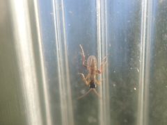 Clistopyga incitator