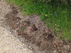 Tachyglossus aculeatus