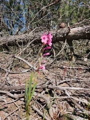Watsonia strictiflora
