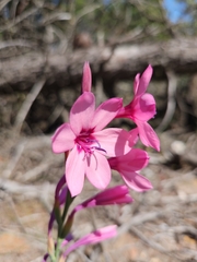 Watsonia strictiflora