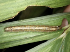 Nomis albopedalis