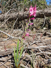 Watsonia strictiflora