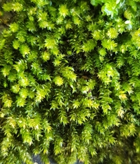 Cirriphyllum crassinervium