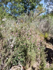 Podalyria microphylla