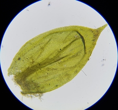 Cirriphyllum crassinervium