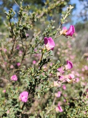 Podalyria microphylla