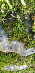 Cirriphyllum crassinervium