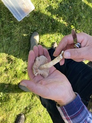 Entoloma prunuloides