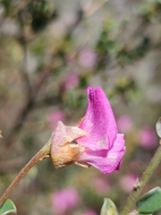 Podalyria microphylla