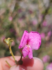 Podalyria microphylla