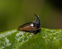 Leptocentrus