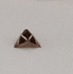 Chalciope mygdon
