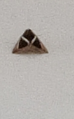 Chalciope mygdon