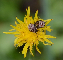 Carpocoris
