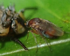 Phorinae