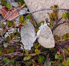 Lycaena
