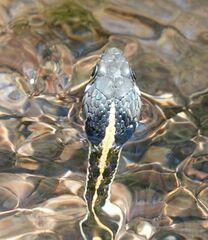Thamnophis cyrtopsis