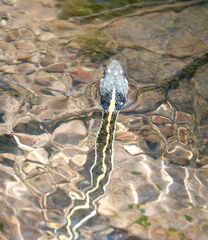 Thamnophis cyrtopsis