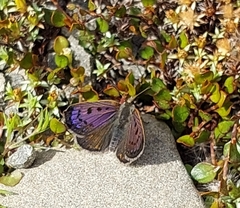 Lycaena