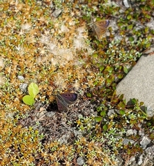 Lycaena