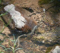 Thamnophis cyrtopsis