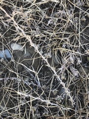 Caragana microphylla