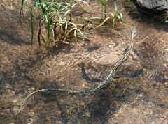 Thamnophis cyrtopsis