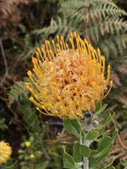 Leucospermum cuneiforme