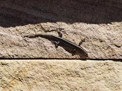 Cryptoblepharus