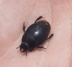 Histeridae