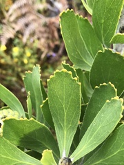 Leucospermum cuneiforme