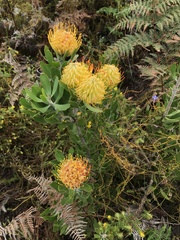 Leucospermum cuneiforme
