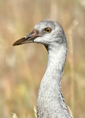 Antigone canadensis