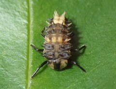 Harmonia testudinaria