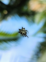 Gasteracantha kuhli