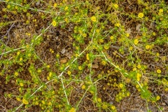 Centromadia parryi congdonii