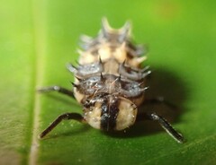 Harmonia testudinaria