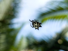 Gasteracantha kuhli