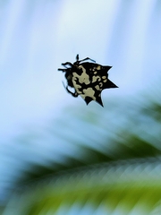 Gasteracantha kuhli