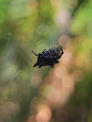 Gasteracantha kuhli